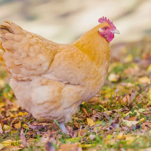 buff orpington hen standing in leaves