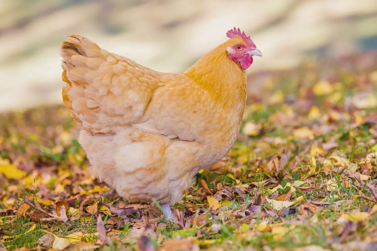 Orpington Chickens: Everything You Want To Know • The Farmer's Lamp