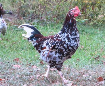 speckled sussex chickens with a speckled sussex rooster standing in grass looking at the camers