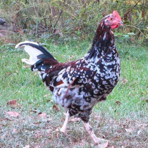 speckled sussex chickens with a speckled sussex rooster standing in grass looking at the camers