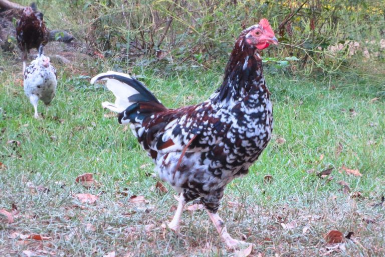 speckled sussex chickens with a speckled sussex rooster standing in grass looking at the camers