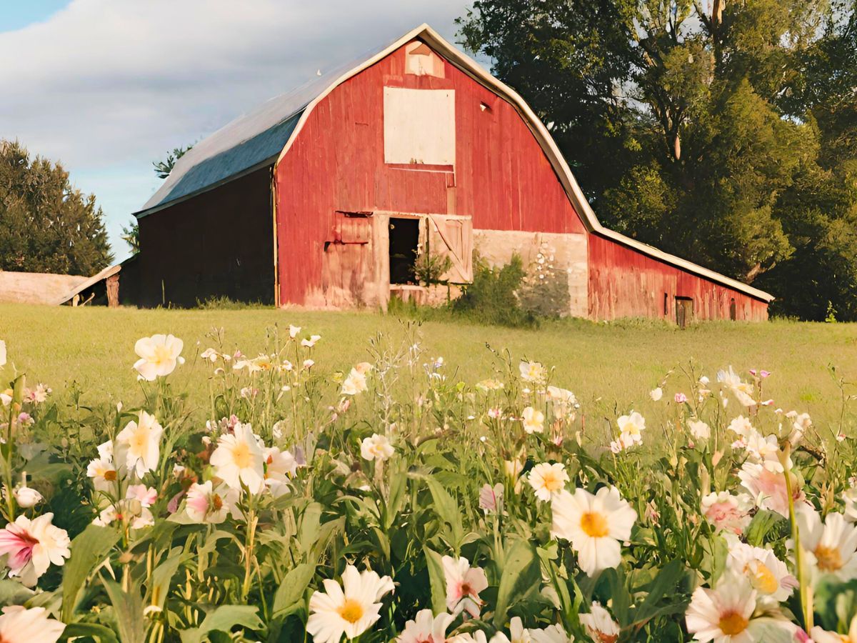 an old red barn in the background with flower in the foreground