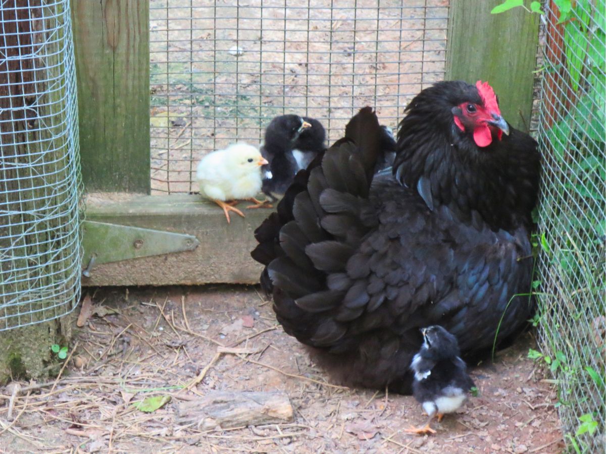 black australorp hen with her chicks around her as she sits by a gate