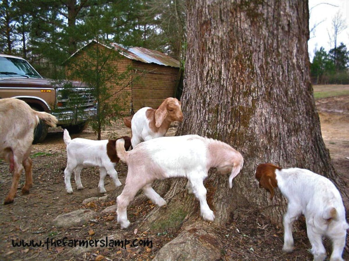 our baby goats around an oak tree