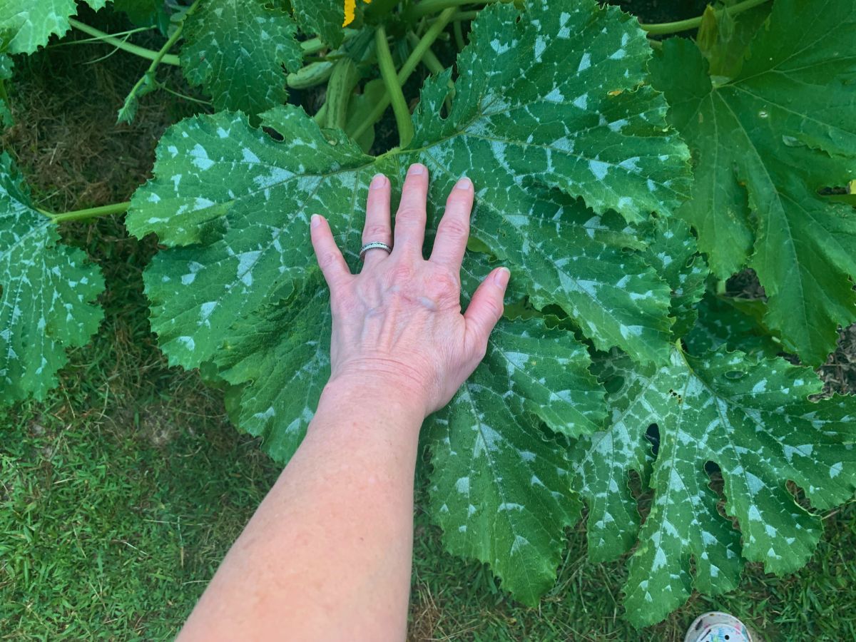 my hand over a zucchini leaf in our garden