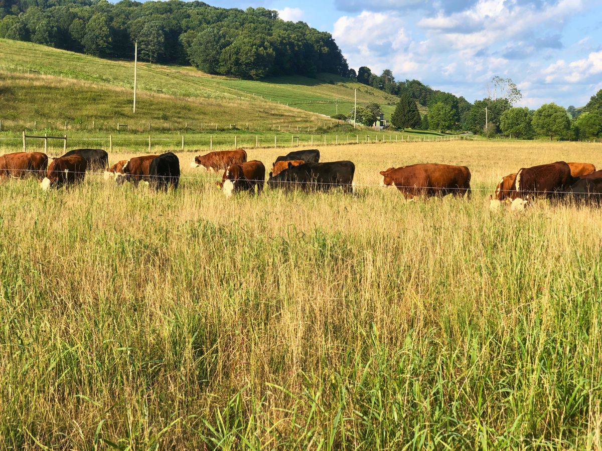 a herd of herford cows on the farm