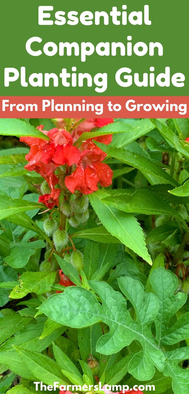 Essential Companion Planting Guide From Planning To Growing • The ...