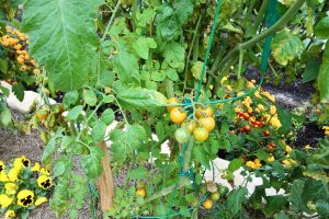 tomatoes and other vegetables growin in a garden with marigolds, nasturtiums, and other flowers growing for companion planting
