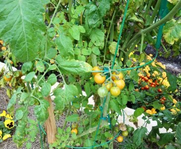 tomatoes and other vegetables growin in a garden with marigolds, nasturtiums, and other flowers growing for companion planting