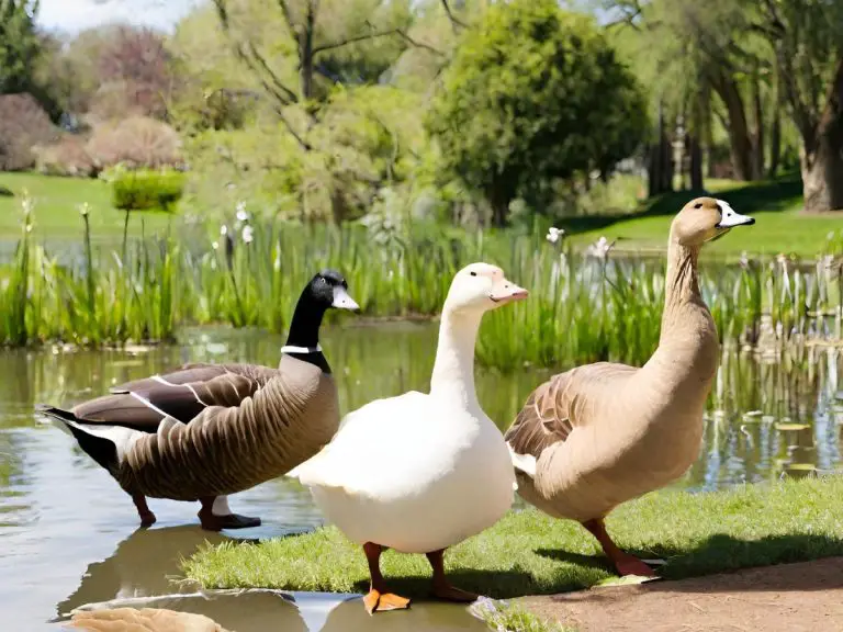 Best Heritage Geese Breeds For The Homestead • The Farmer's Lamp