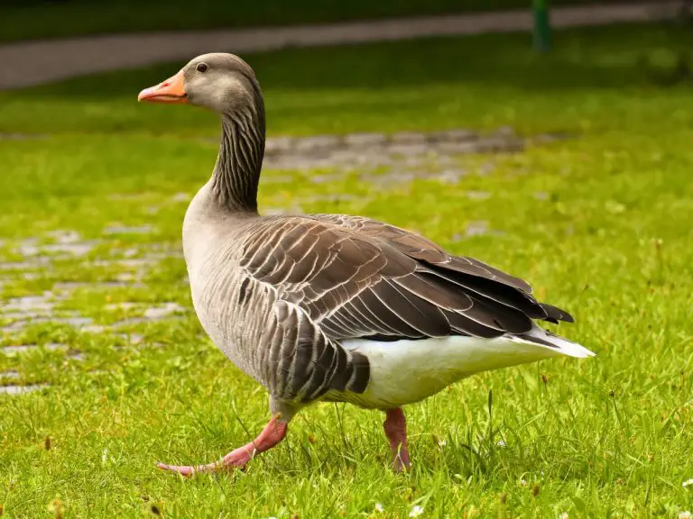 Best Heritage Geese Breeds For The Homestead • The Farmer's Lamp