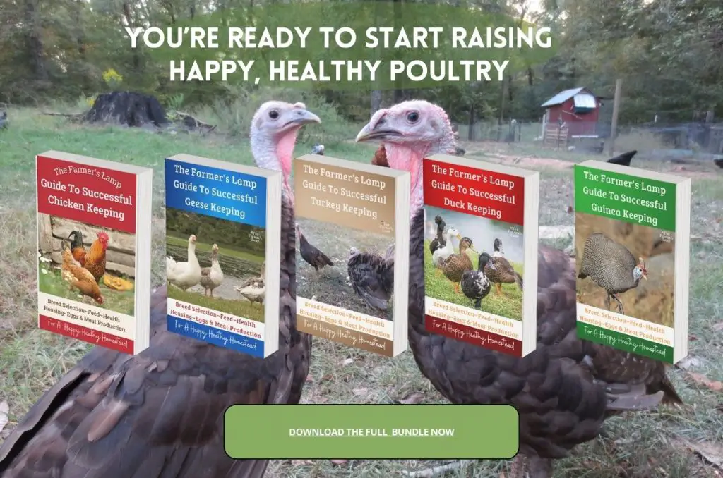 cover of all five books in the poultry bundle one for each of chickens, ducks, geese, turkeys, and guineas