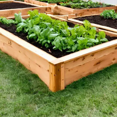 raised bed garden made from cedar with green leafy vegetables growing in them