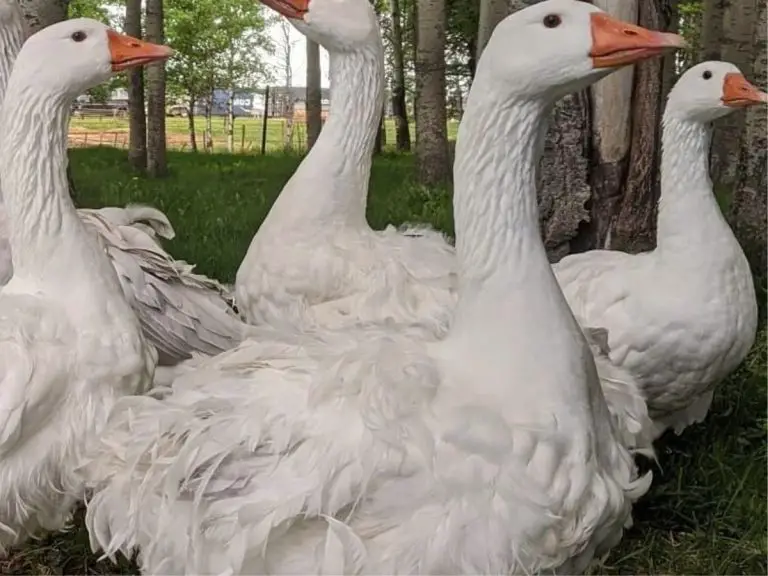 Best Heritage Geese Breeds For The Homestead • The Farmer's Lamp