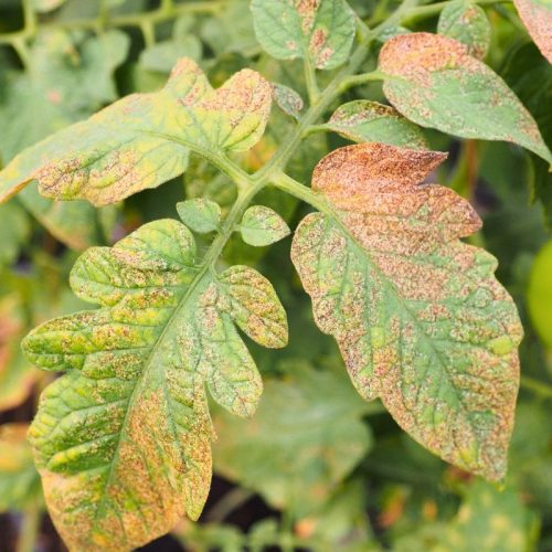 upclose picture of sunburned tomato leaves