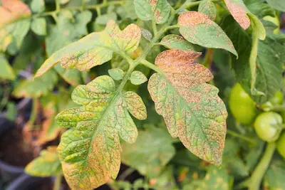 upclose picture of sunburned tomato leaves