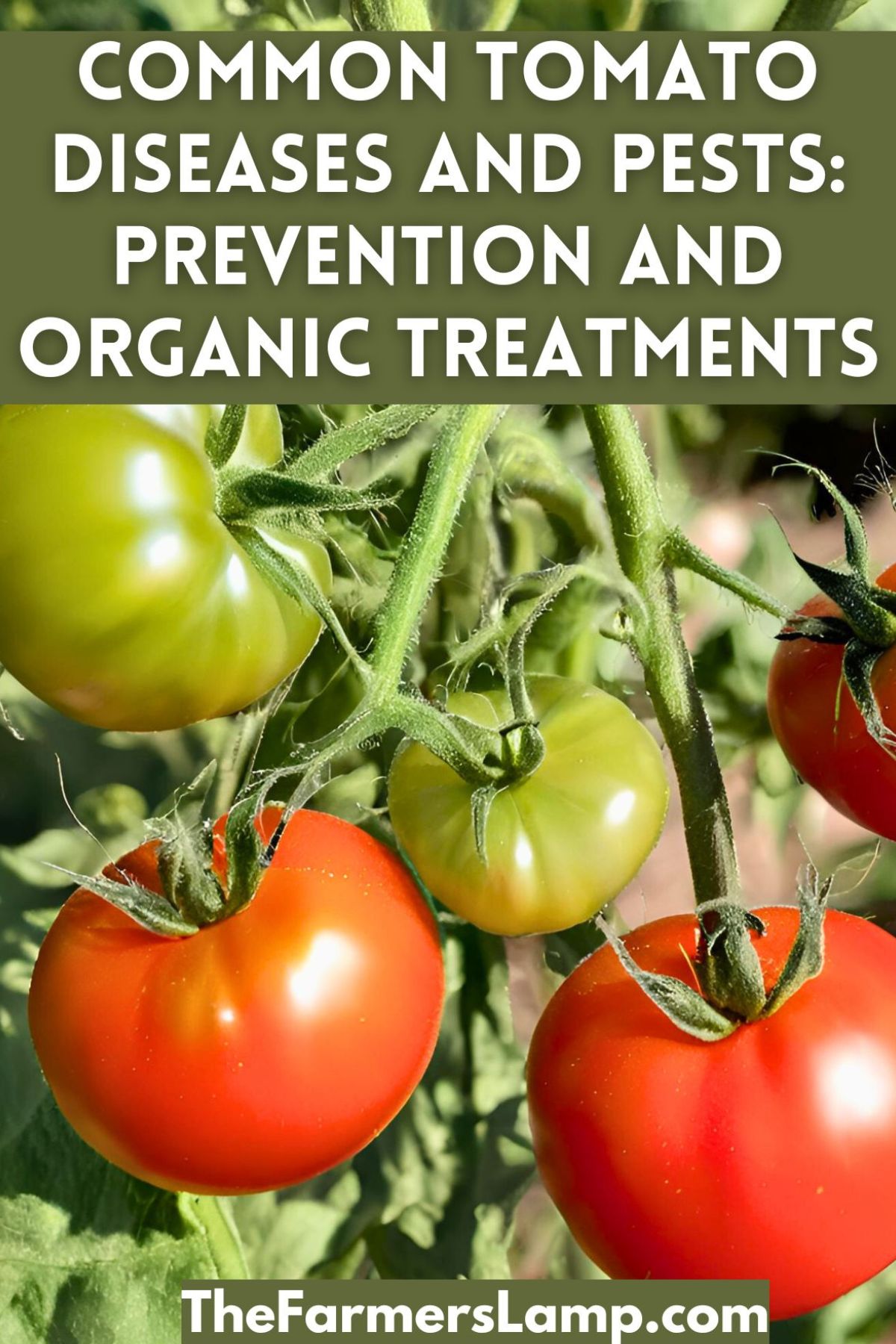 tomato plant with healthy tomatoes with words written that read common tomato diseases and pests prevention and organic treatments the farmers lamp dot com