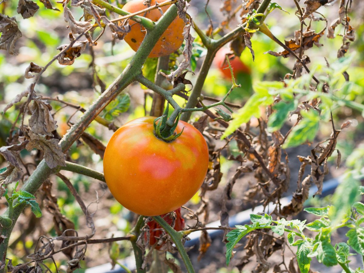tomato plant with disease
