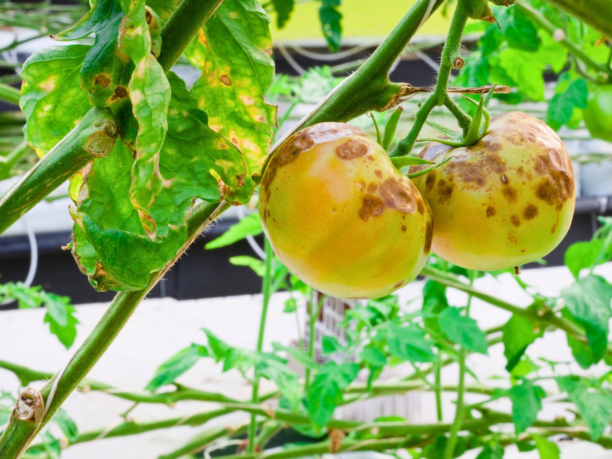 tomatoes with late blight disease on them