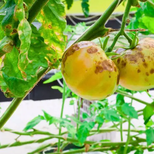 upclose picture of a tomato with a tomato disease