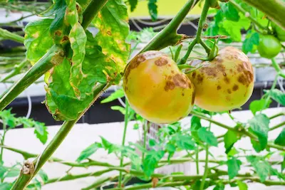 upclose picture of a tomato with a late blight disease.