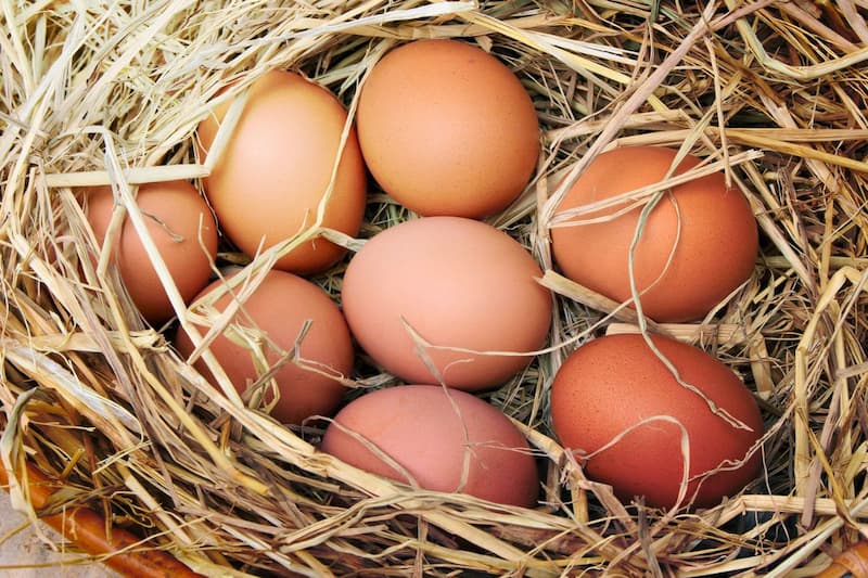 eight brown eggs in a nest of straw