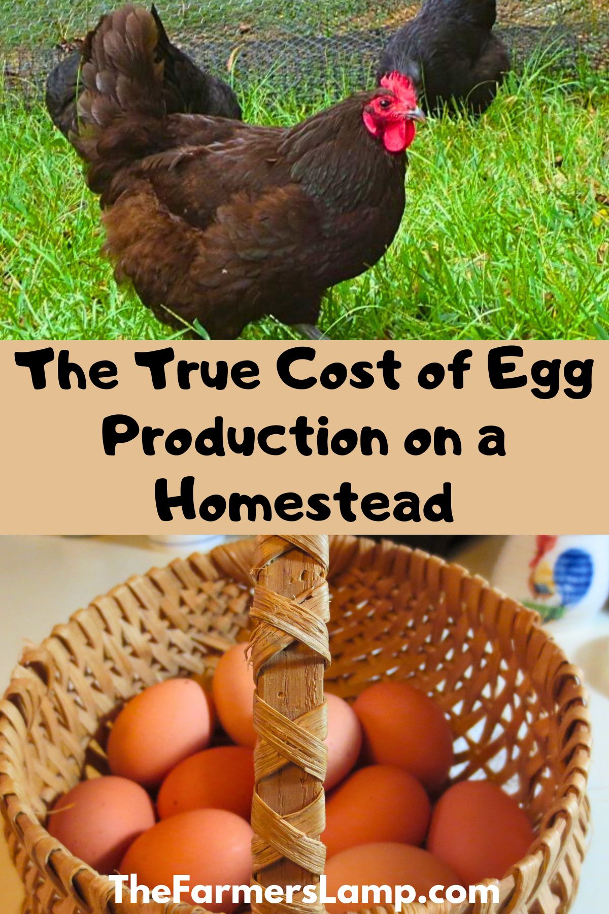 a black australorp hen free ranging in grass and a hand woven egg basket with brown eggs in it with words written that read the true cost of egg production on a homestead the farmers lamp dot com