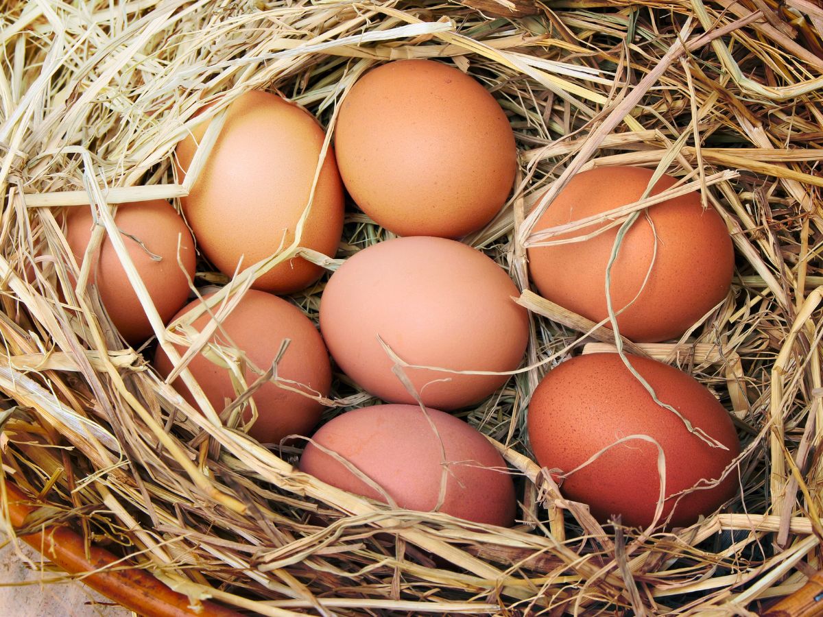 eight brown eggs in a nest of straw