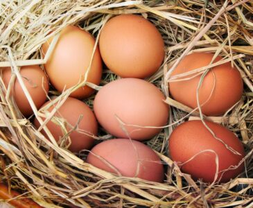 eight brown eggs in a nest of straw