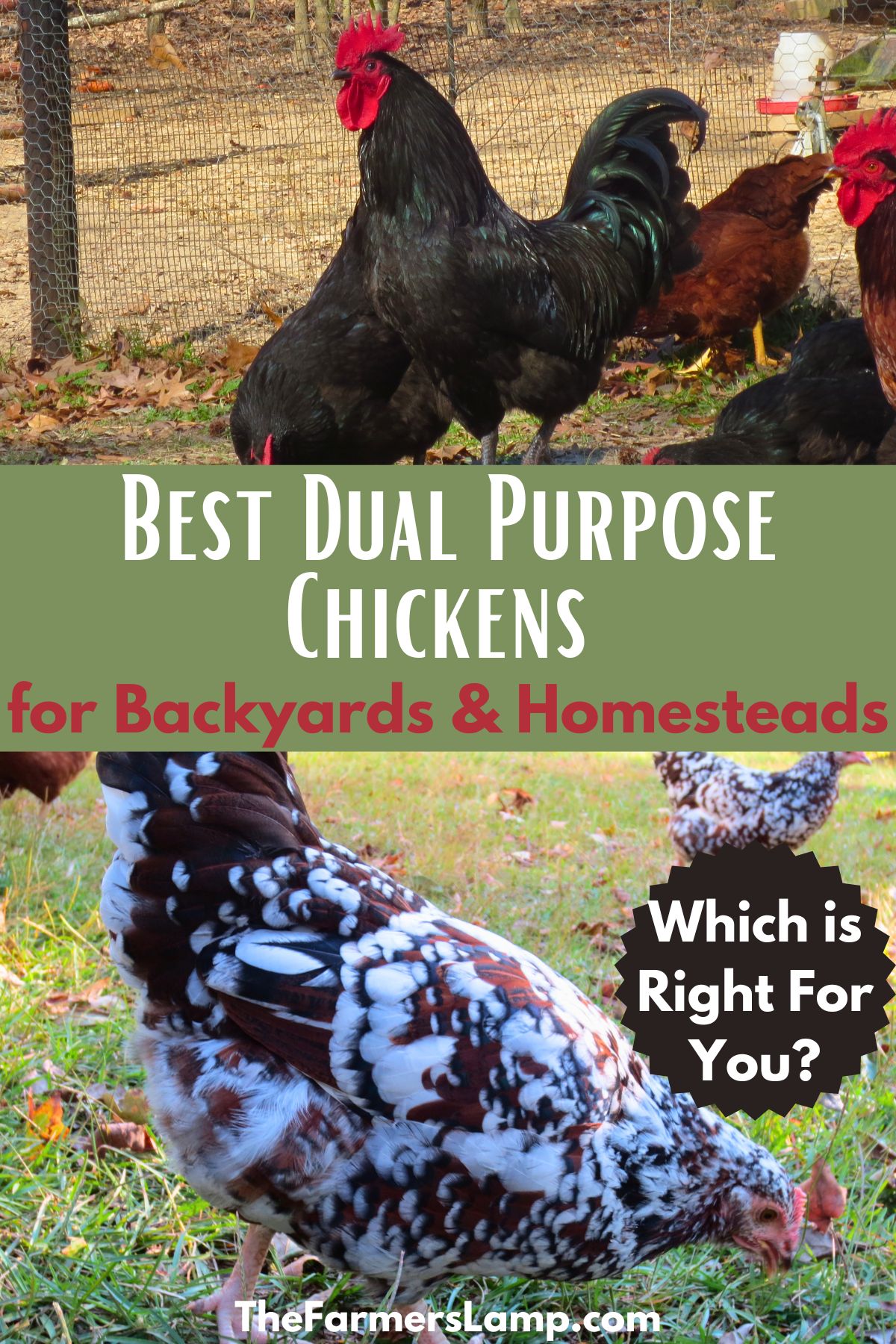 black australorp roo and hen and young speckled sussex hen with words written that read best dual purpose chickens for backyards and homesteads the farmers lamp dot com