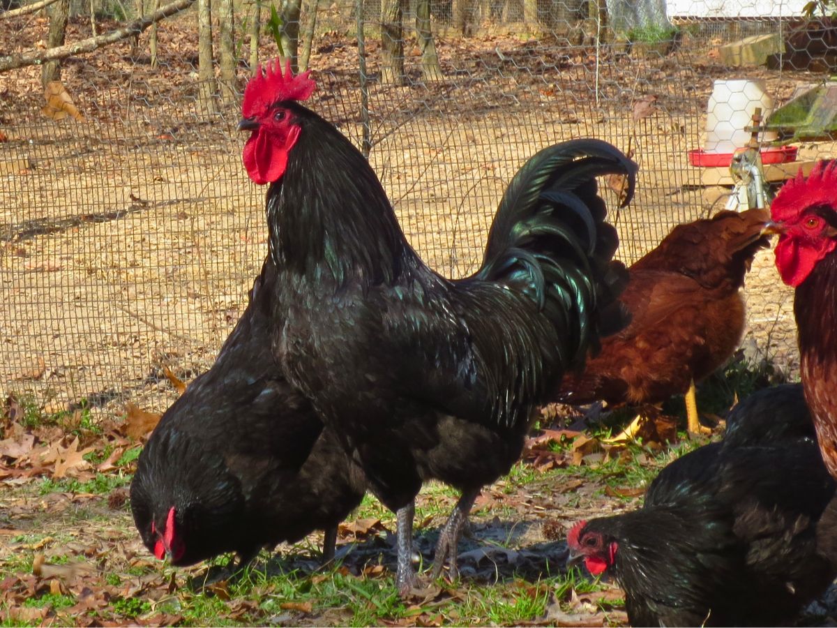 black australorp roo and hens free ranging for our top choice of best dual purpose chickens