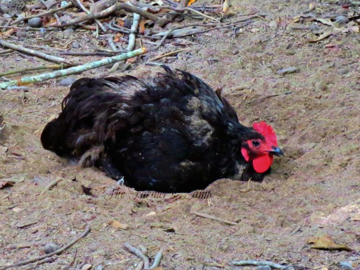 black australorp hen dusting with de during her molt