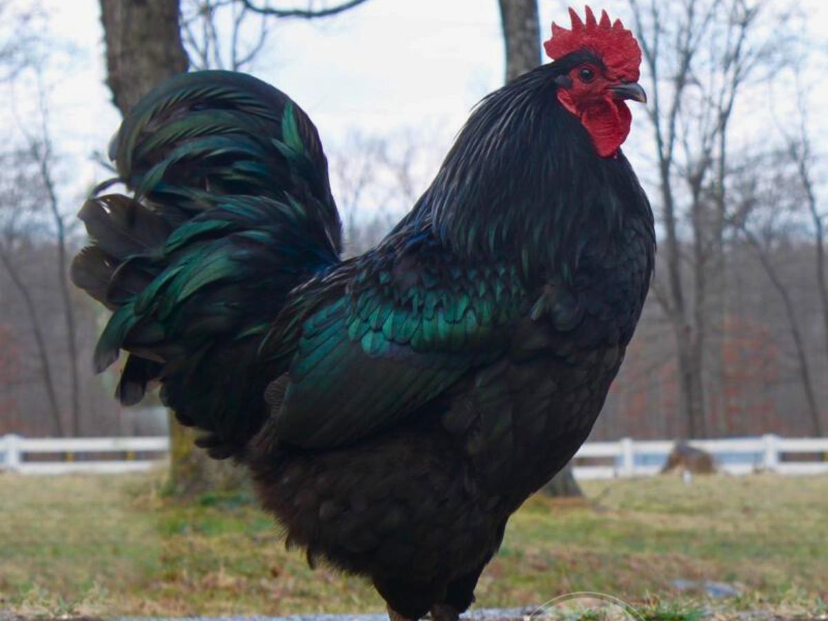 black jersey giant rooster