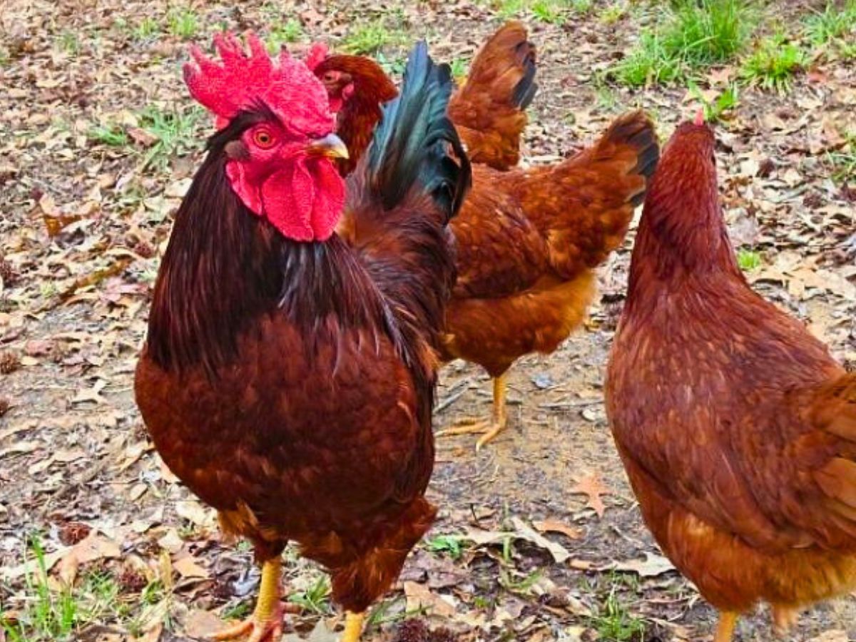 Rhode island red rooster and hens 