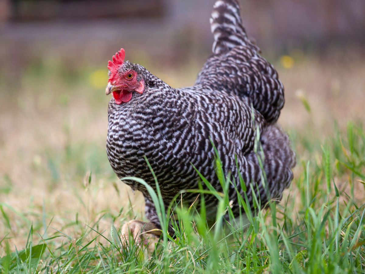 barred rock hen in a field of green grass