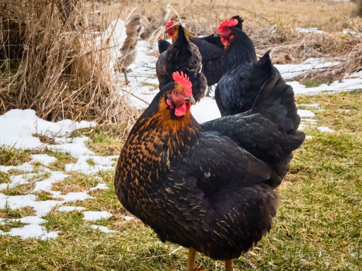 black star chicken breed hens