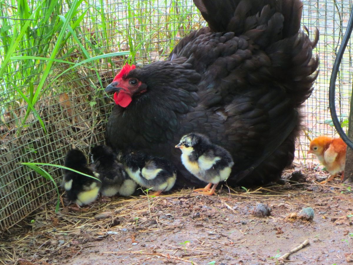 black australorp hen with chicks as top choice for best dual purpose chickens