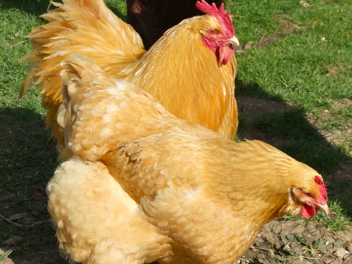 buff orpington roo and hen 