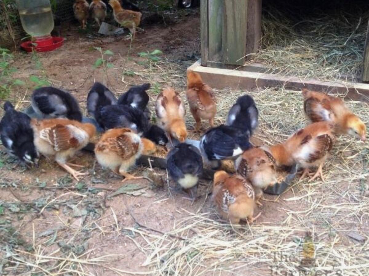 speckeled sussex black australorp and rhode island red chicks eating 