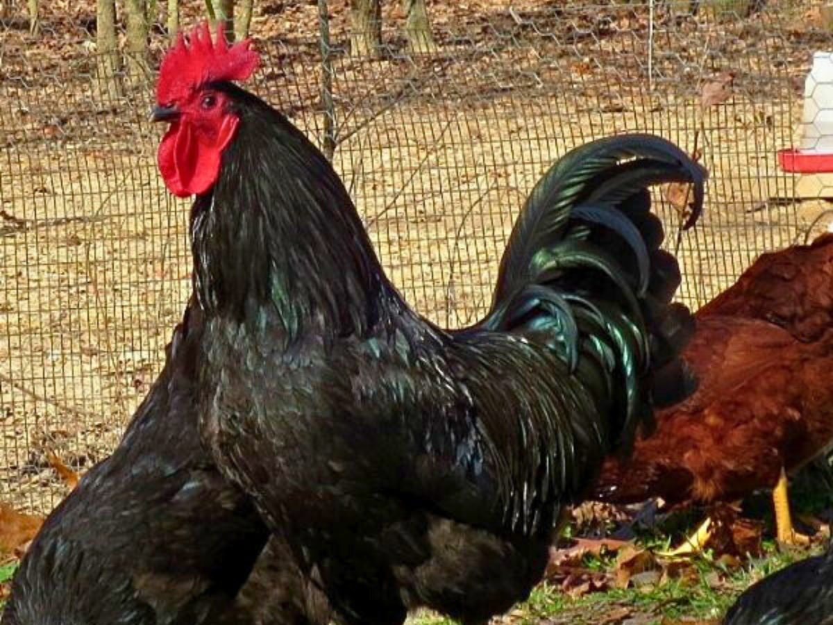 black australorp rooster and hen with rhode island red hens 