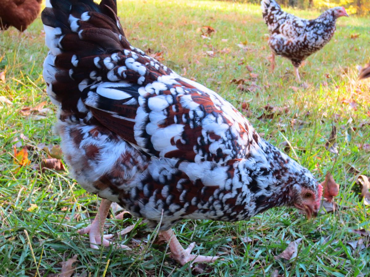 young speckeld sussex hen as second choice of best dual purpose chickens