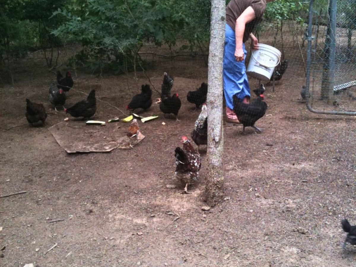 me in chicken yard with my white bucket used for feeding chickens to train them