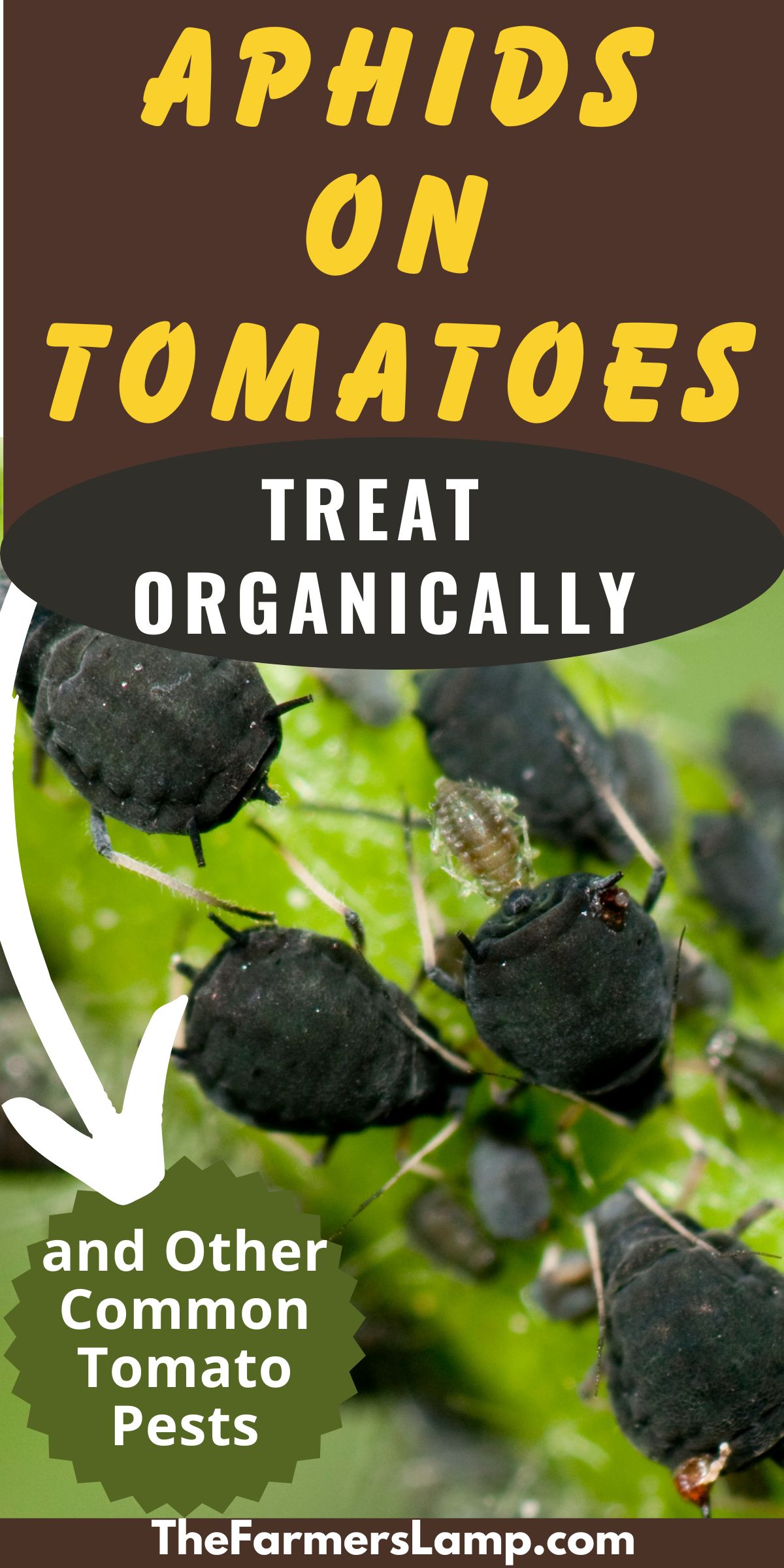 up close shot of black aphids on tomato plant with words that read aphids on tomatoes treat organically and other common pests the farmers lamp dot com