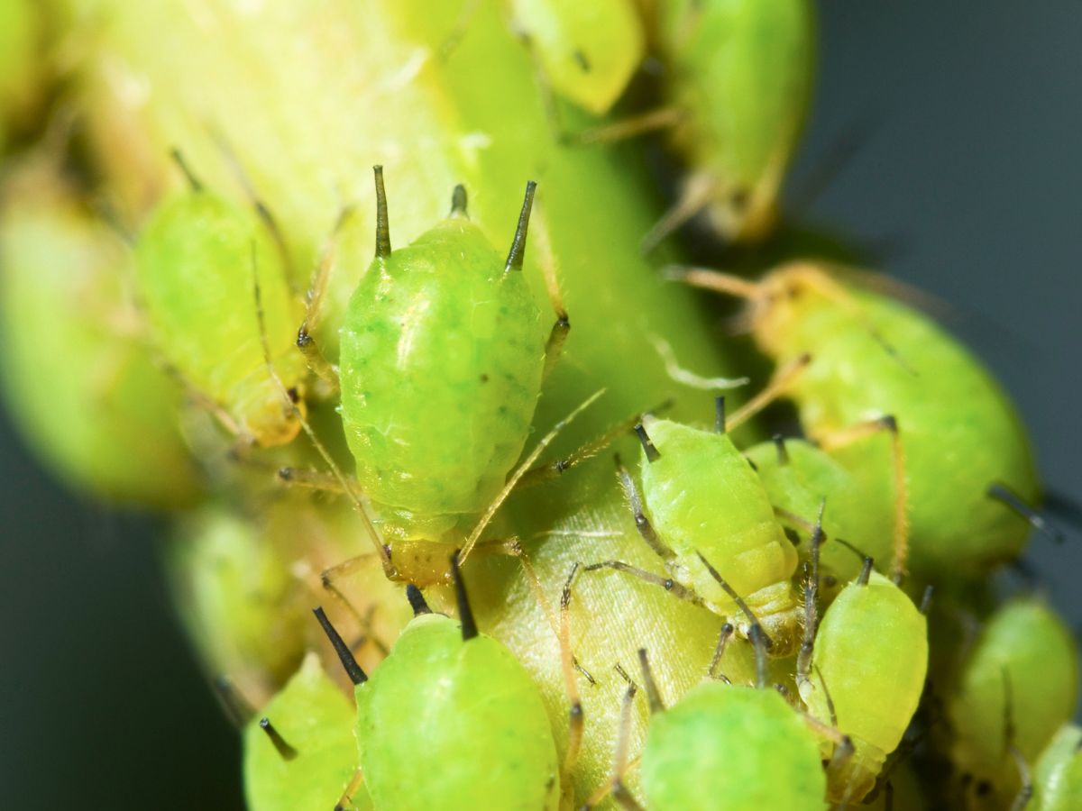 up close shot of green aphids on tomatoes 