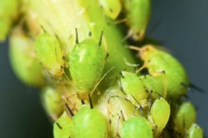 up close shot of green aphids on tomato stalk