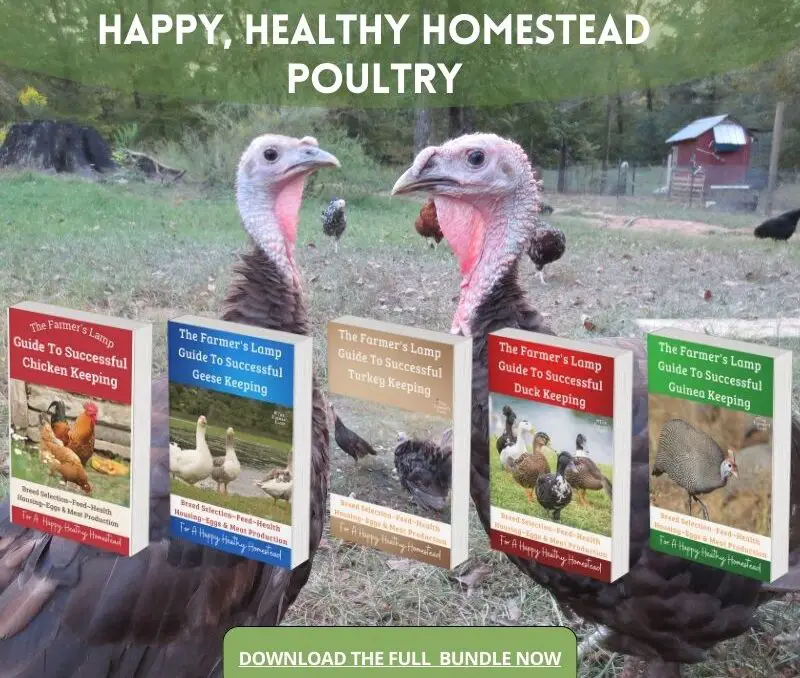 chocolate turkeys in grass with words written that read youre ready to start raising hapy healthy pultry download the full bundle now pictures of the book covers are on top of the turkeys