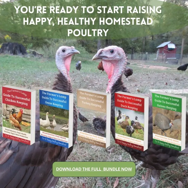 chocolate turkeys in grass with words written that read youre ready to start raising hapy healthy pultry download the full bundle now pictures of the book covers are on top of the turkeys