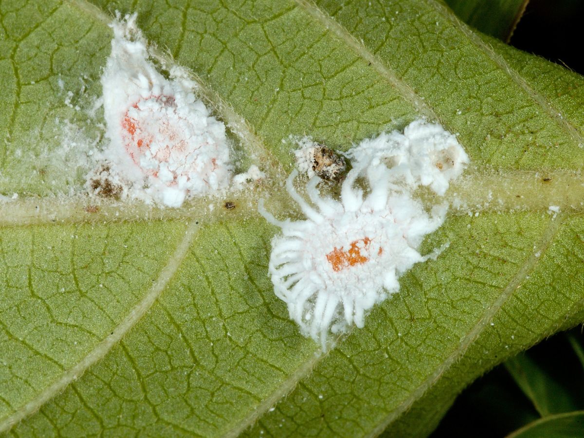 up close shot of spider mites on tomato plant