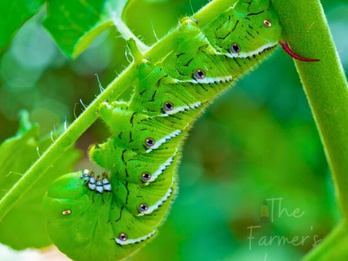 up close shot of a tomato hornworm on a tomato plant