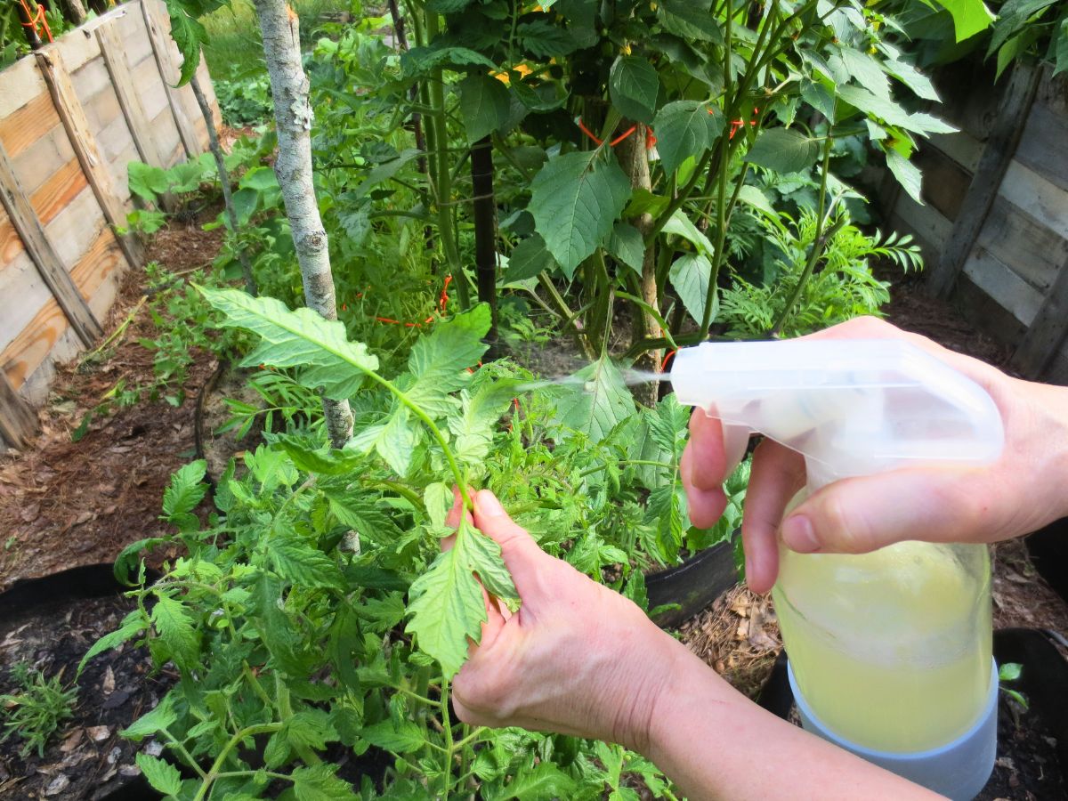 me spraying neem oil spray on aphids on tomatoes